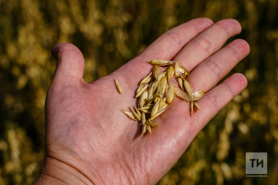 Мишустин раскрыл объем урожая зерновых, ожидаемый в 2023 году