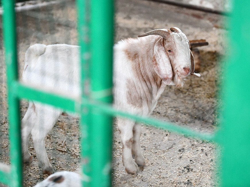 В семействе бурских коз в Казанском зоопарке на свет появились два малыша