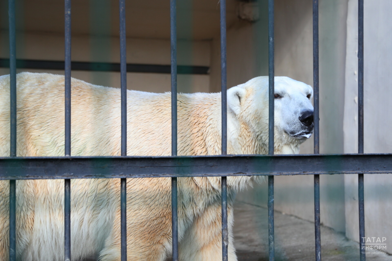 Прокуратура выявила нарушения в содержании белого медведя в казанском зоопарке