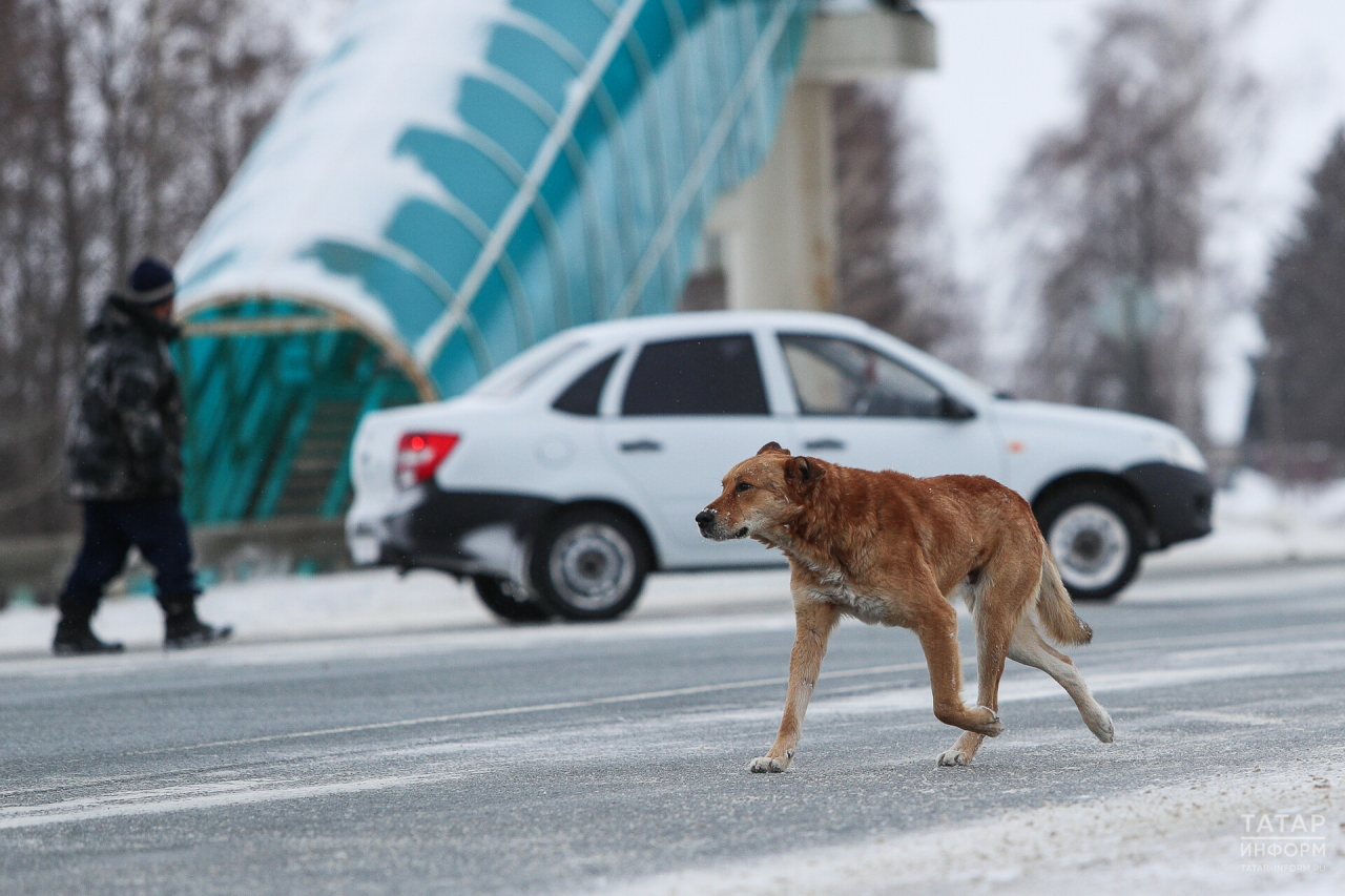 Пестречинский район потратит 1,7 млн рублей на отлов и содержание бездомных животных
