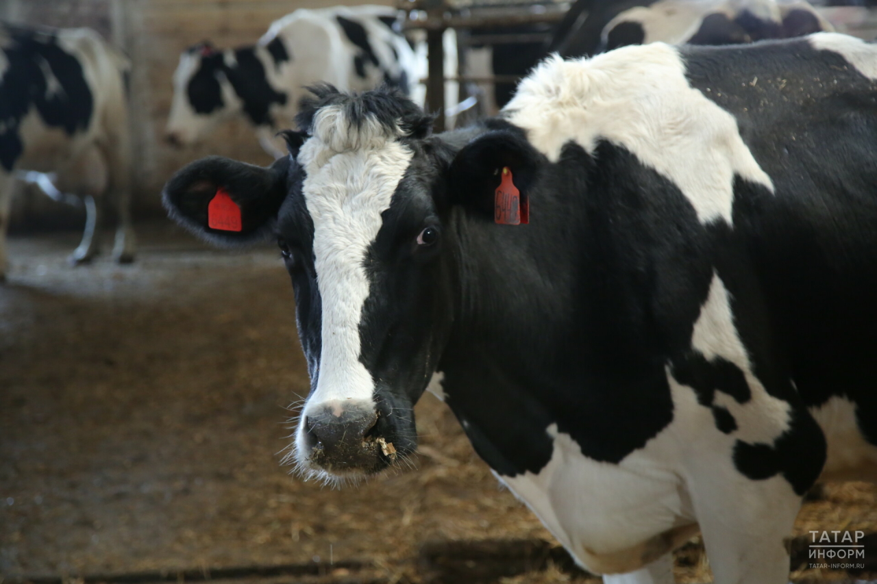 В Татарстане чипировано около 90% поголовья крупного рогатого скота