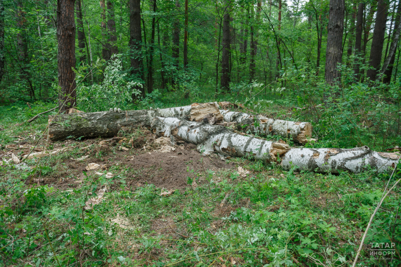 В Татарстане выявлены нарушения лесного законодательства на 38,4 млн рублей