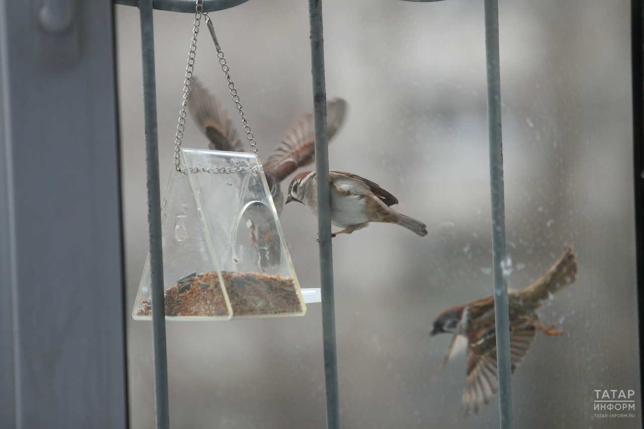 «Кладем в кормушки семечки, крупы»: в Татарстане стартовала акция «Покормите птиц зимой!»