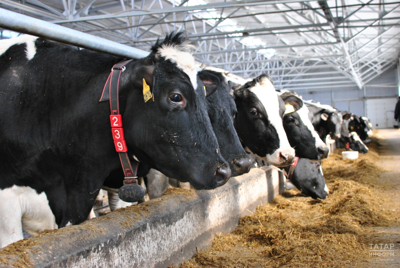 Назло рекордам: что будет с ценами на молоко в Татарстане