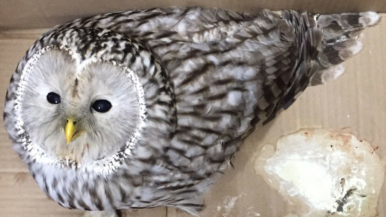 Госкомитет РТ по биоресурсам объяснил, почему серые неясыти часто залетают в город