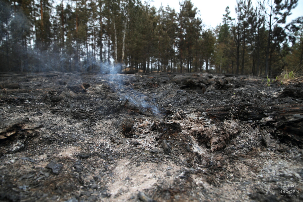 В Татарстане за год зафиксировали в пять раз больше возгораний возле лесов