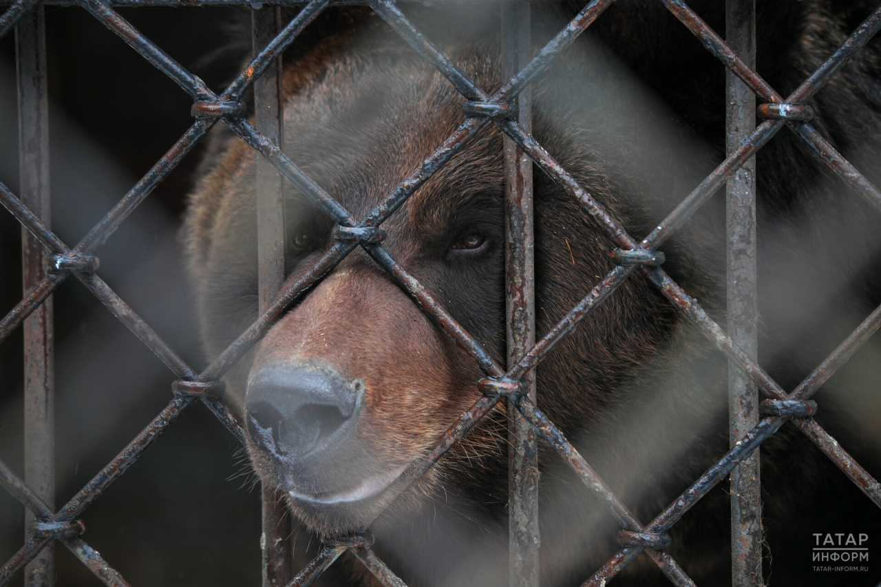 В «Казанском зооботсаде» выявили нарушения в содержании бурых медведей