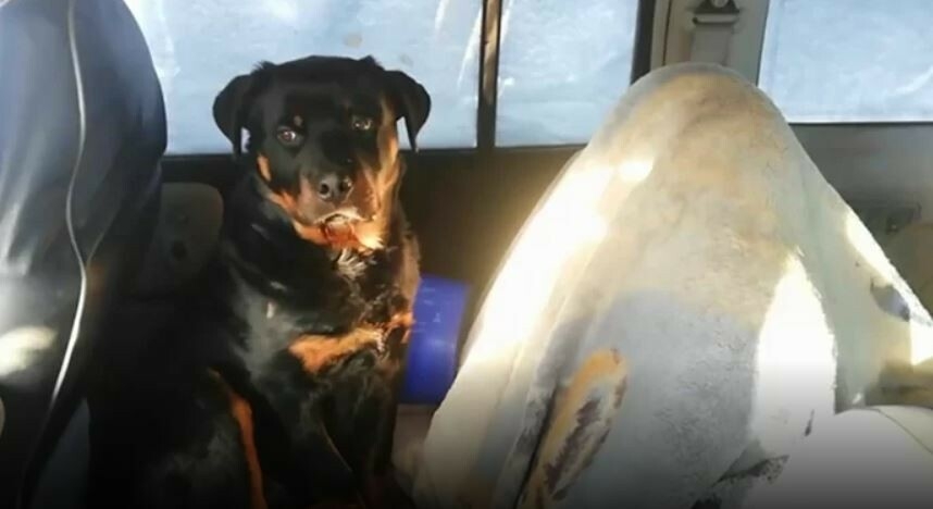 В Нижнекамске спасли запертую в машине собаку после нескольких дней заточения