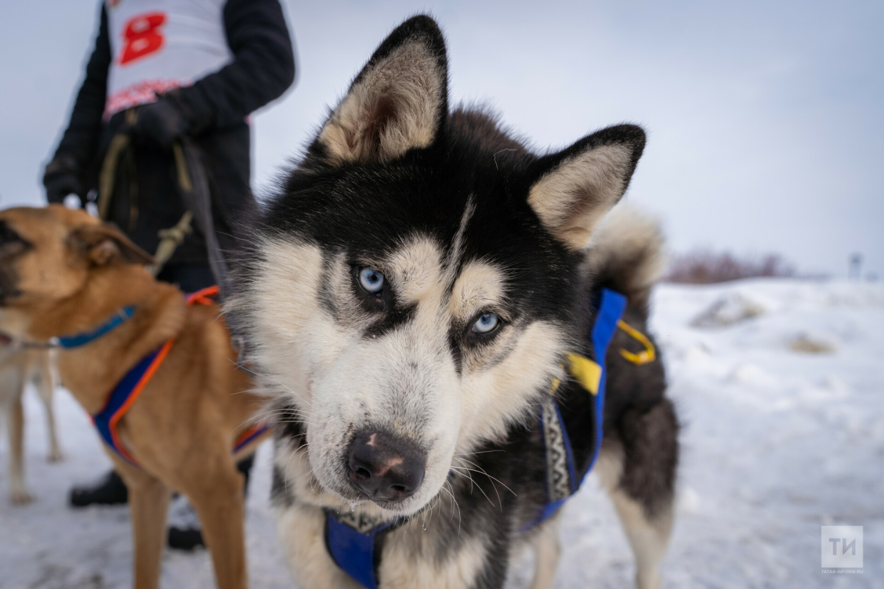«Вначале ставят молодых и умных»: в Татарстане стартовали гонки на собачьих упряжках