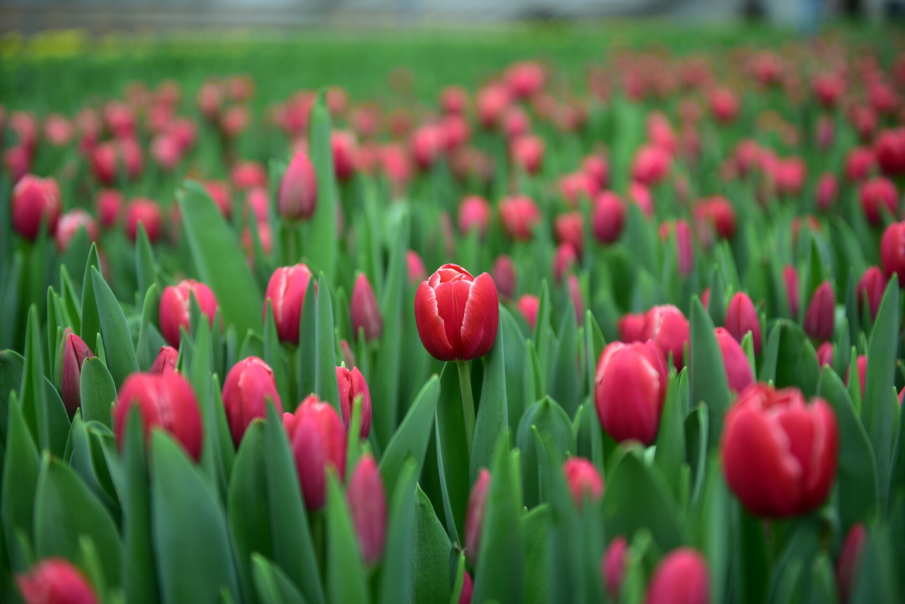 В теплицах Горзеленхоза Челнов вырастили 120 тысяч тюльпанов к 8 марта