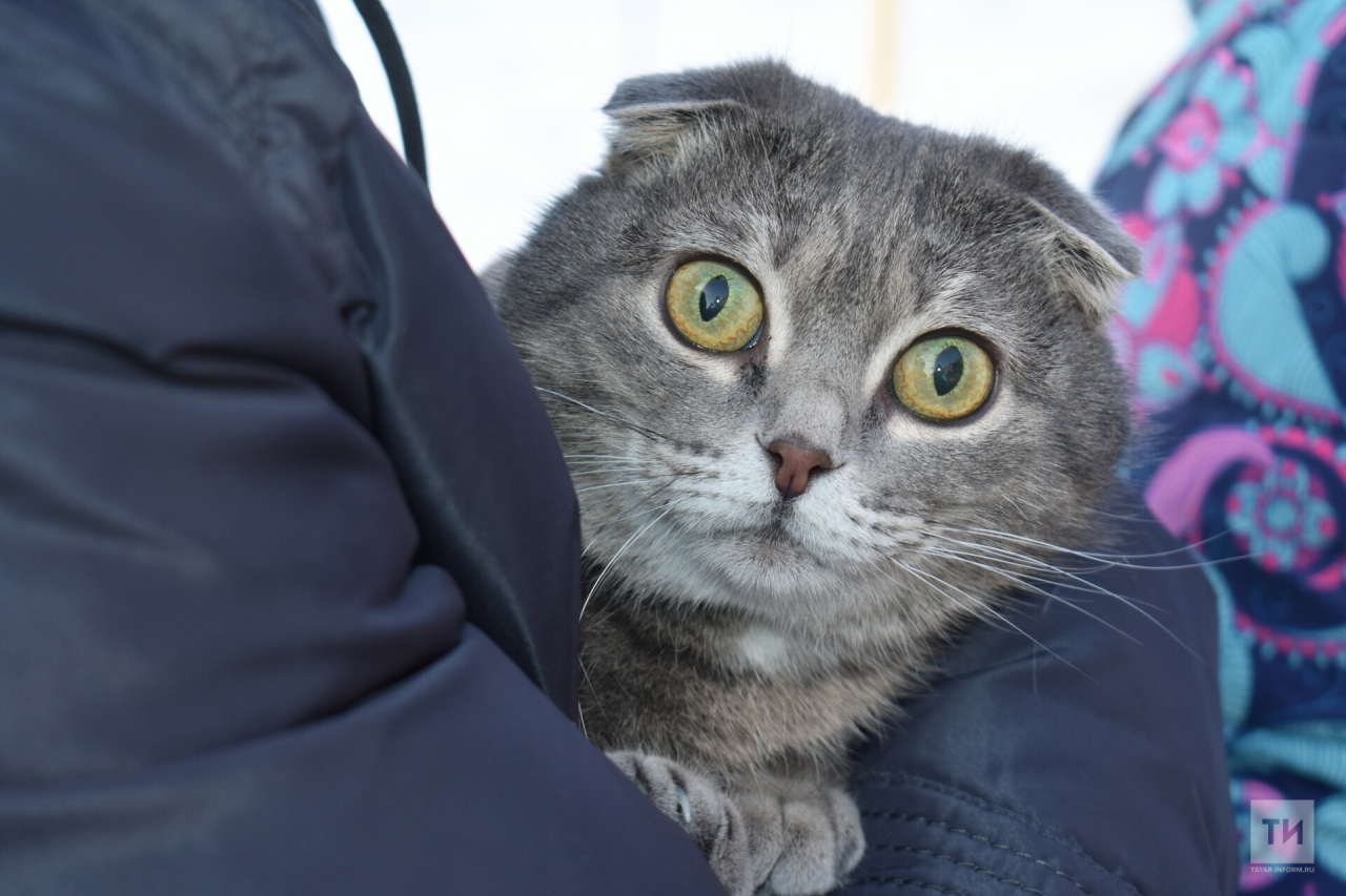 Бесплатная вакцинация собак и кошек пройдет в казанских поселках Старые Горки и Аметьево