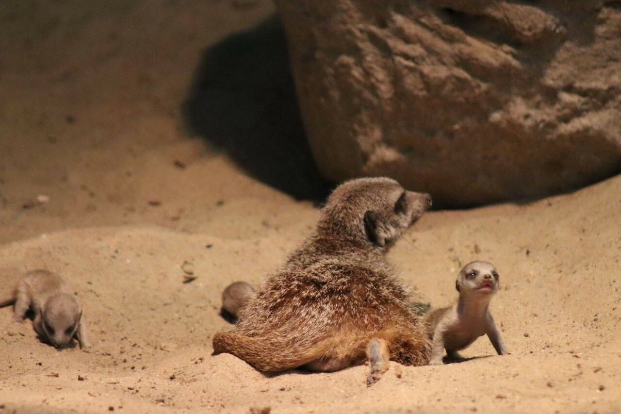 В казанском зоопарке родились пять детенышей сурикатов