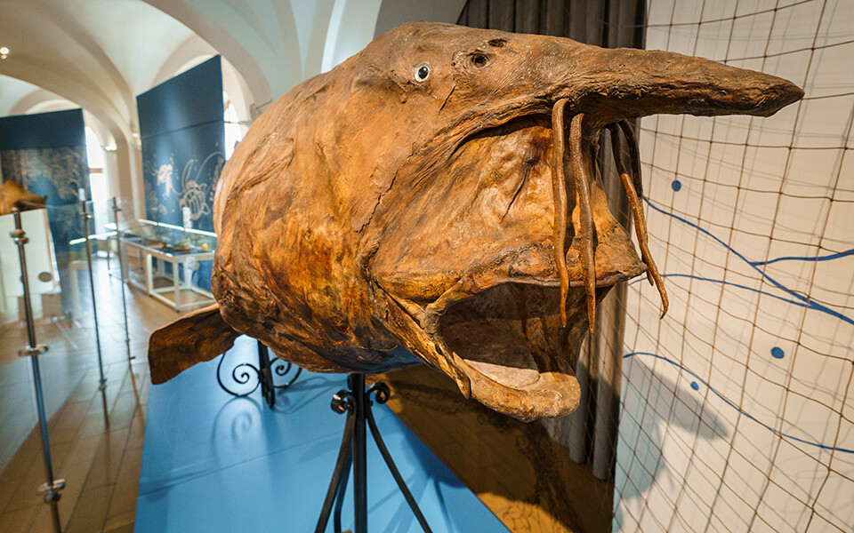 Белуга-гигант и зубр с царской охоты: Нацмузею Татарстана исполнилось 128 лет