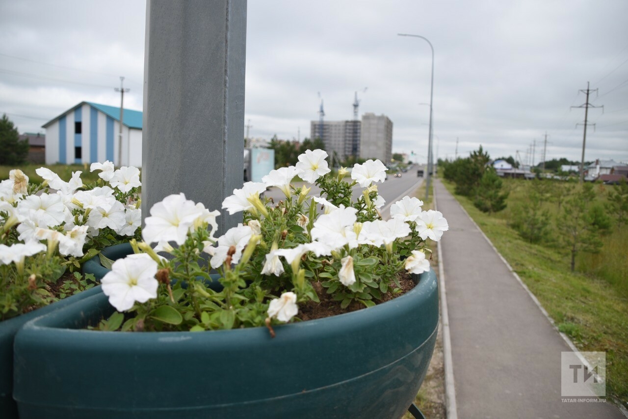 Елабужские улицы украсят в этом сезоне 52 тысячи цветов