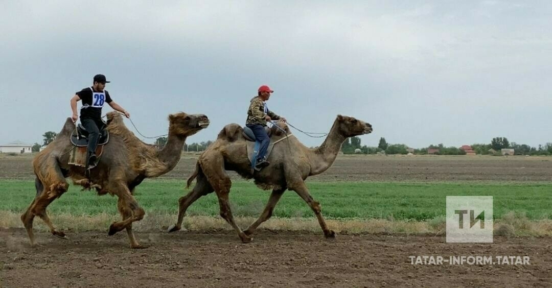 Верблюжьи бега прошли на Всероссийском сельском Сабантуе в Астраханской области