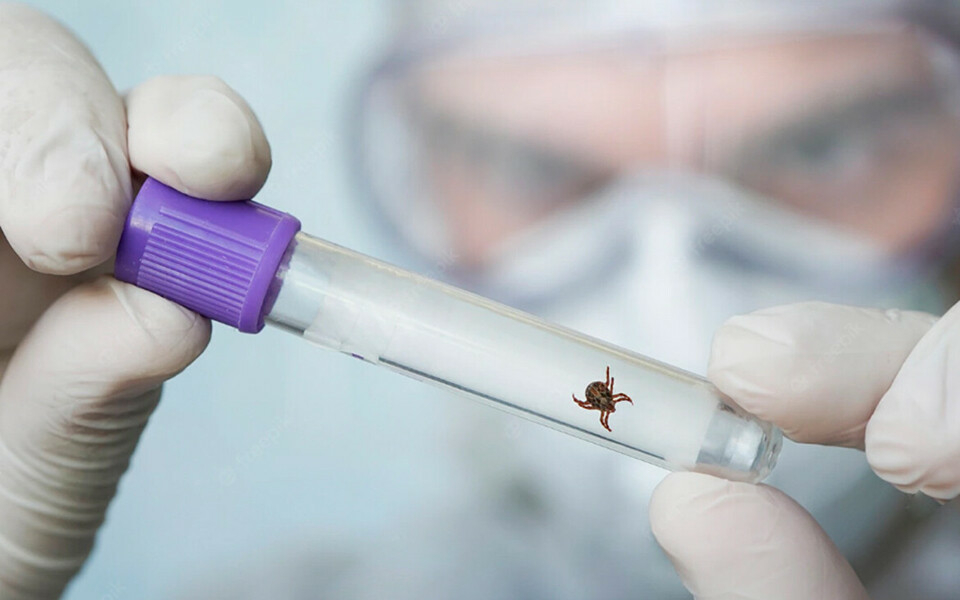 «Вылечил собаку за 30 тысяч и тут же сам подцепил клеща»: как уберечься ...