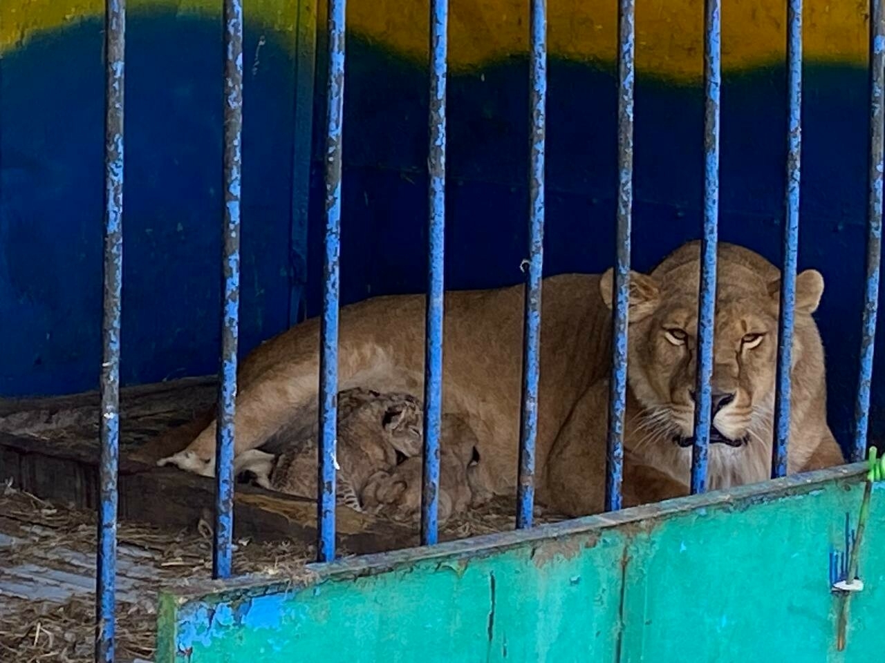 Очевидцы сняли на видео трех новорожденных львят в зоопарке Болгара