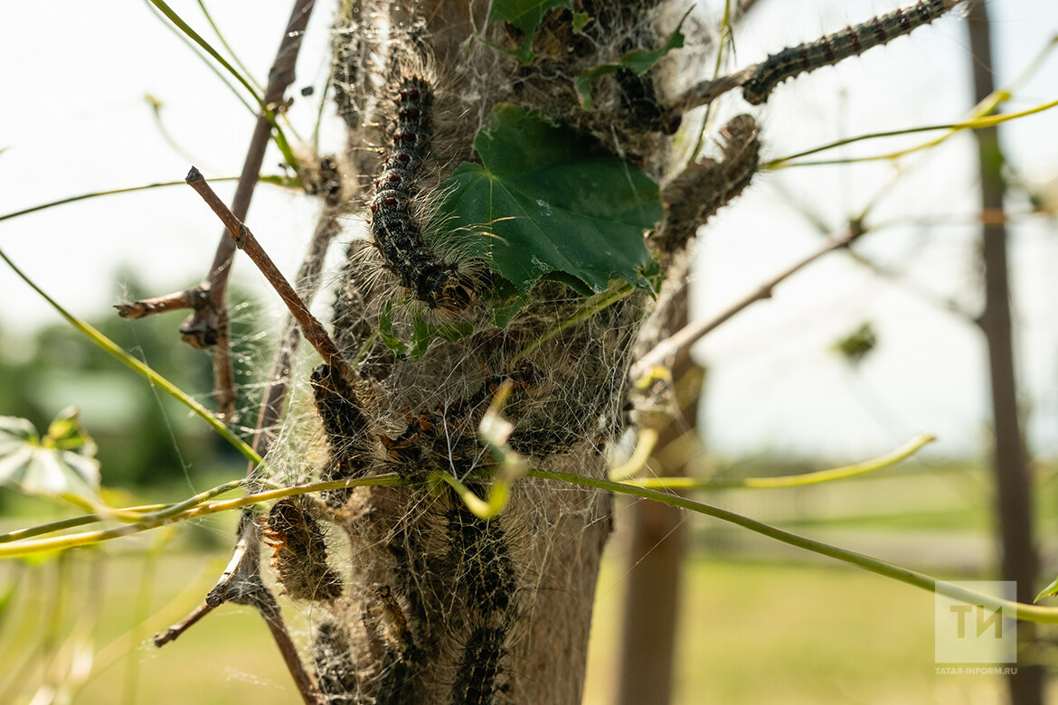 «Облепили даже повязанные на деревья тряпки»: в Билярском лесу гусеницы съели всю листву