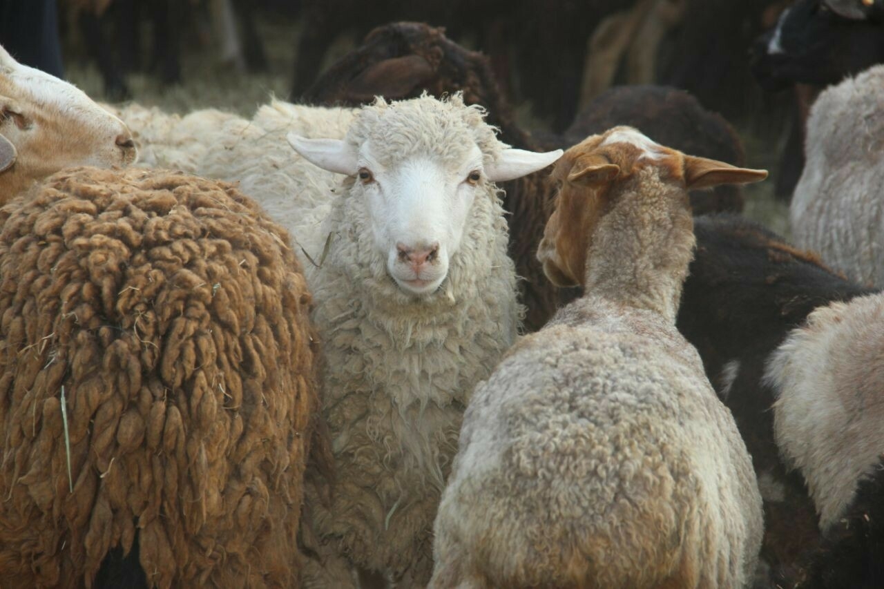 В Зеленодольске мясо жертвенных овец раздают малоимущим