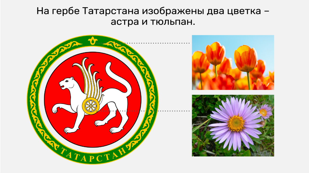 Астра и тюльпан на гербе не случайно: взгляд ботаника на геральдику Татарстана