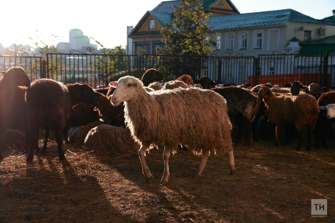 В Татарстан запретят завозить овец для Курбан-байрама из других регионов России