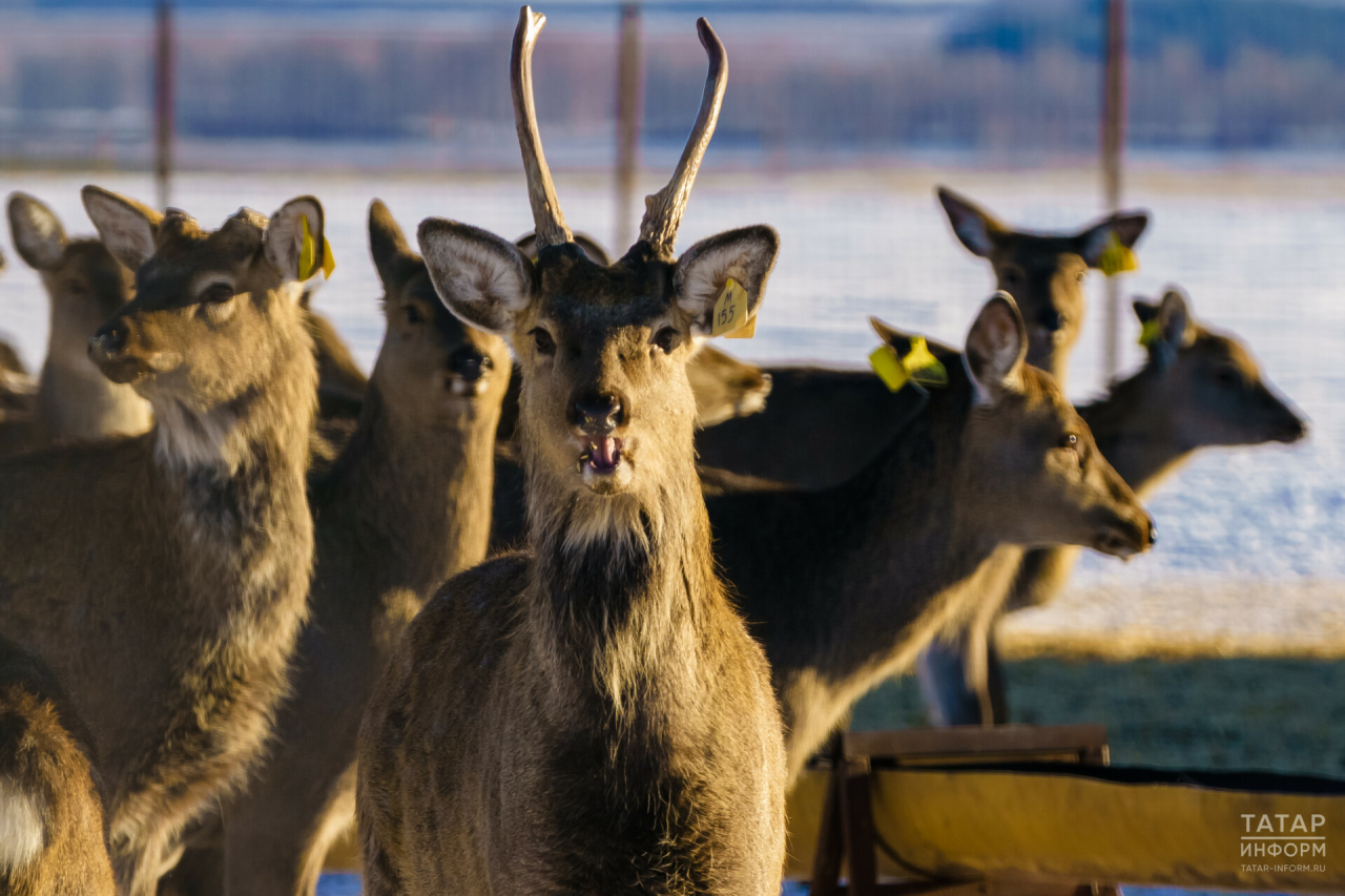В Татарстане утвердили лимит добычи лосей, косуль и оленей