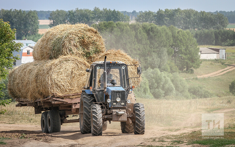 Из-за засухи Татарстан обратился к соседним регионам за помощью с заготовкой кормов