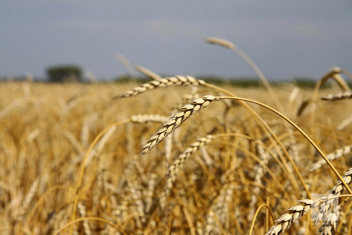 Из-за погодных условий Татарстан в этом году планирует собрать около 3,8 млн тонн зерна