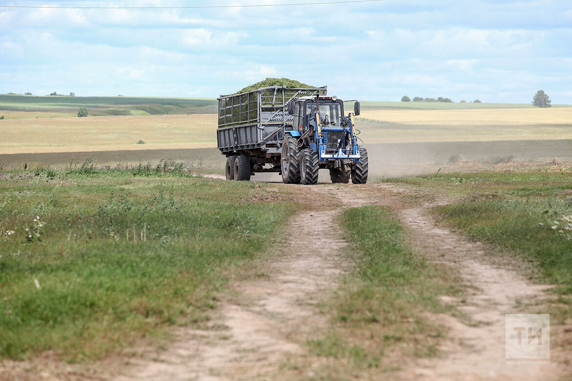 «Рассчитываем на 3,7 млн тонн зерна»: Минсельхоз Татарстана готовится к ЧС из-за засухи