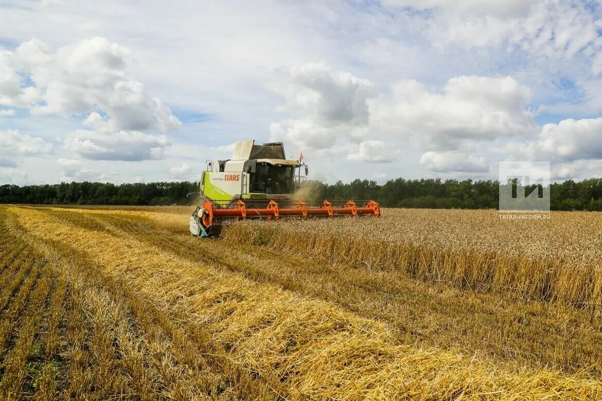 В Татарстане определились районы — лидеры по урожайности зерновых
