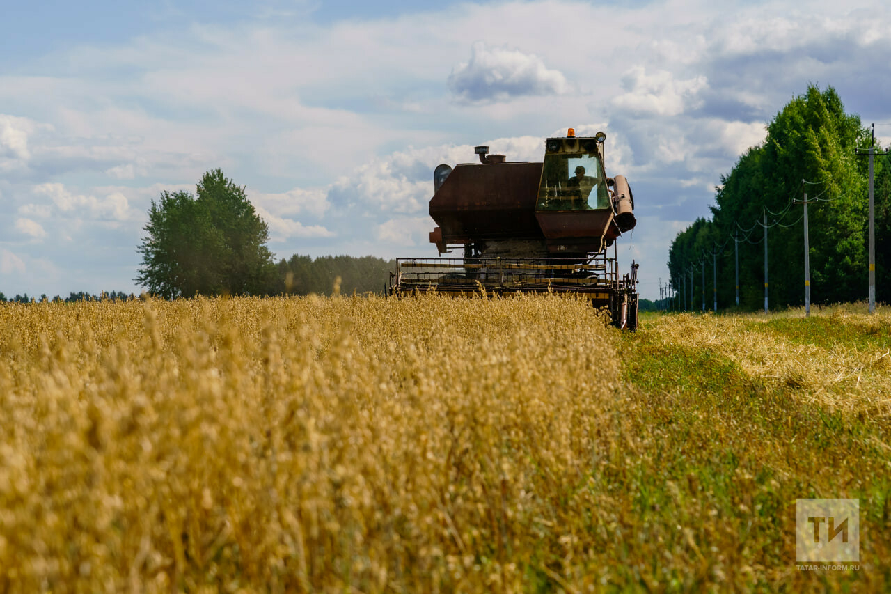 Минсельхозпрод: На днях аграрии Татарстана приступят к уборке озимых культур