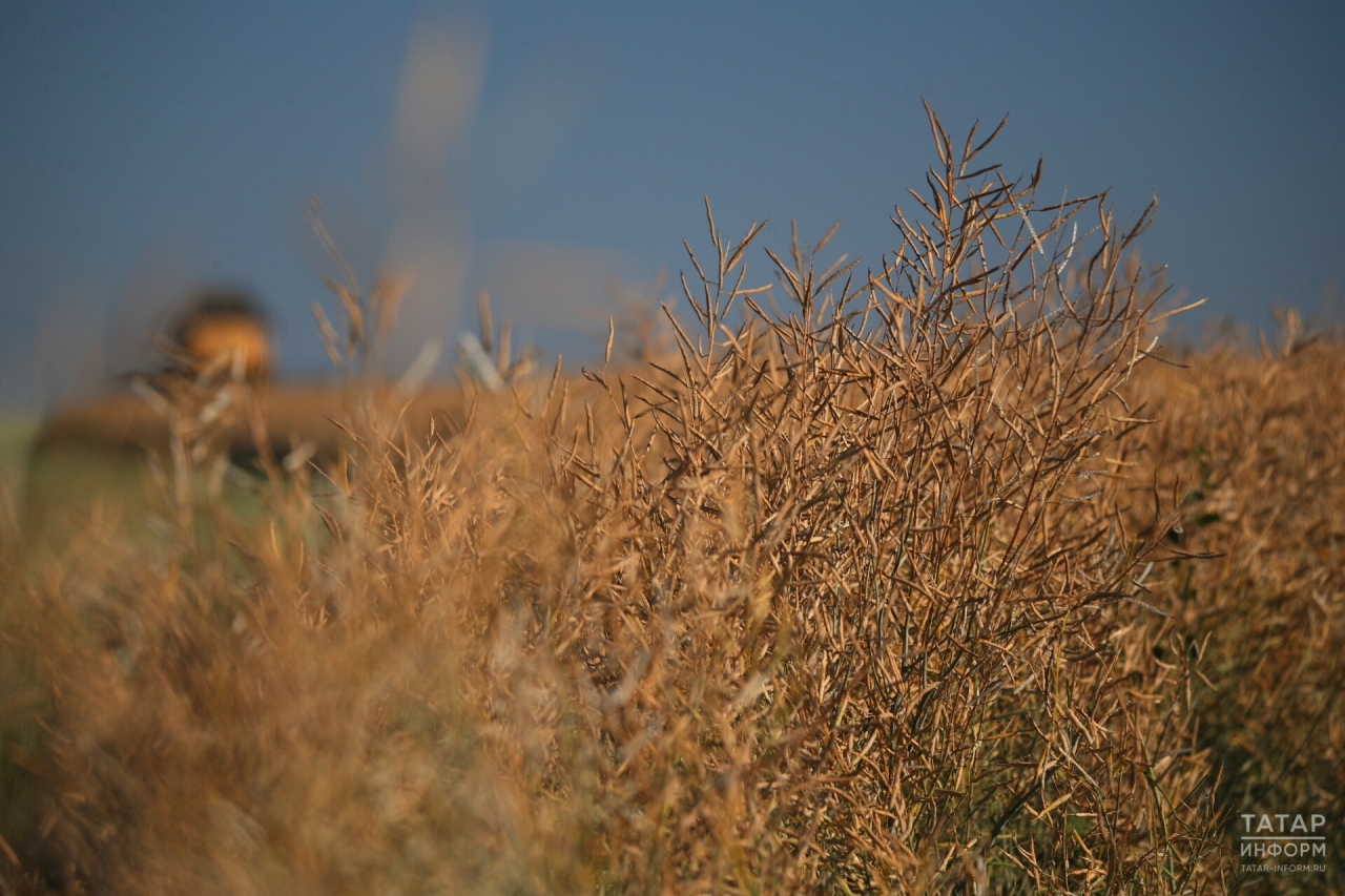«Урожай есть, но не такой большой, как хотели»: Нагуманов посетовал на морозы и засуху