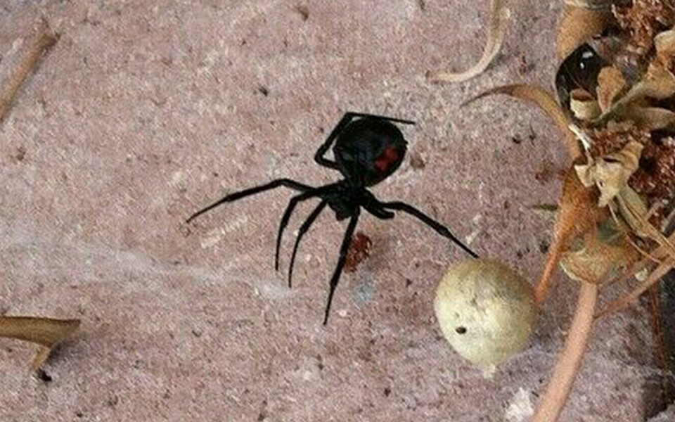 Ученые отреагировали на сообщения о появлении в Казани ядовитых пауков «Черная вдова»