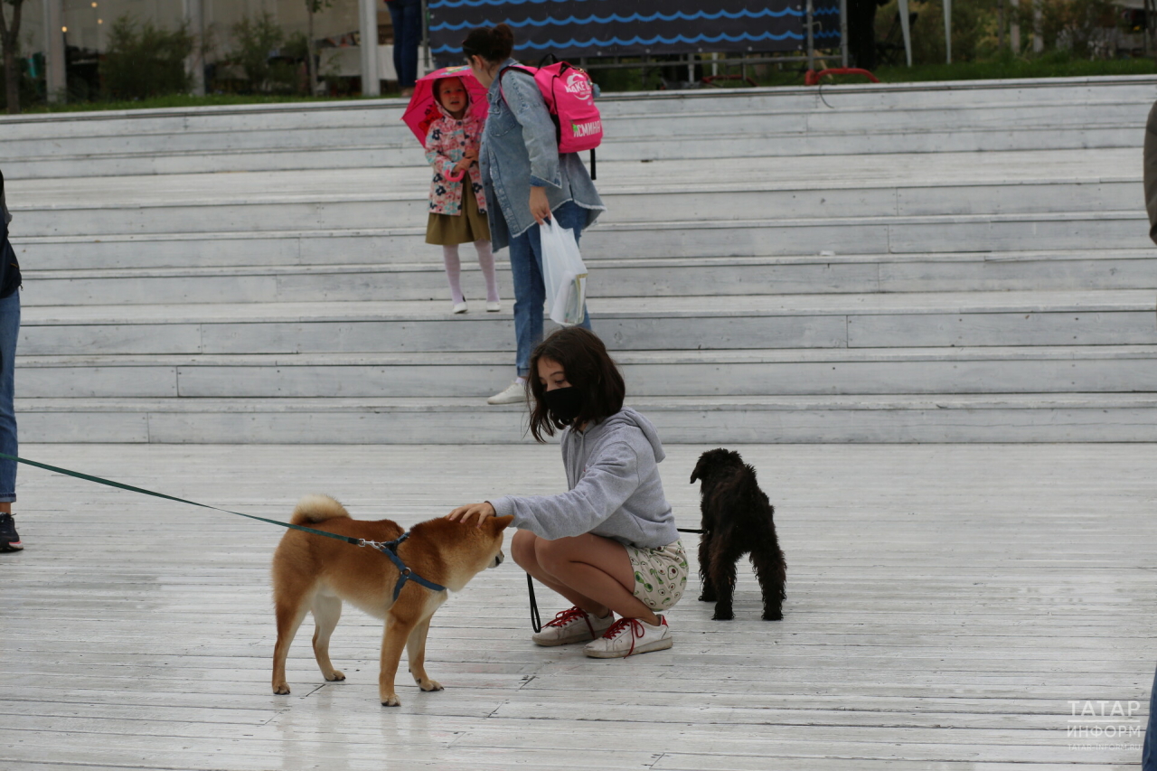 Власти Татарстана утвердили новые правила по содержанию и выгулу домашних животных