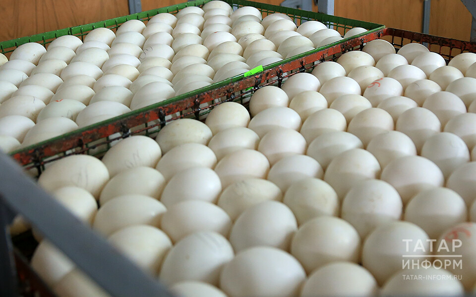В Татарстане сняли с реализации более 300 тыс. яиц из-за гриппа птиц в Башкортостане