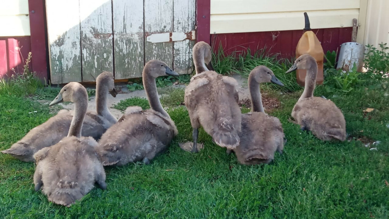 В Татарстане сельчане и экологи спасли шестерых заблудившихся лебедят