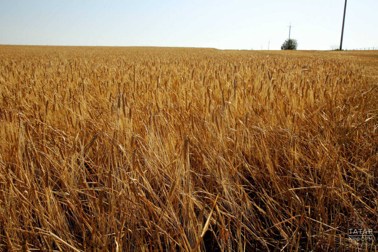 Аграрии Татарстана собрали более 3 млн тонн зерна