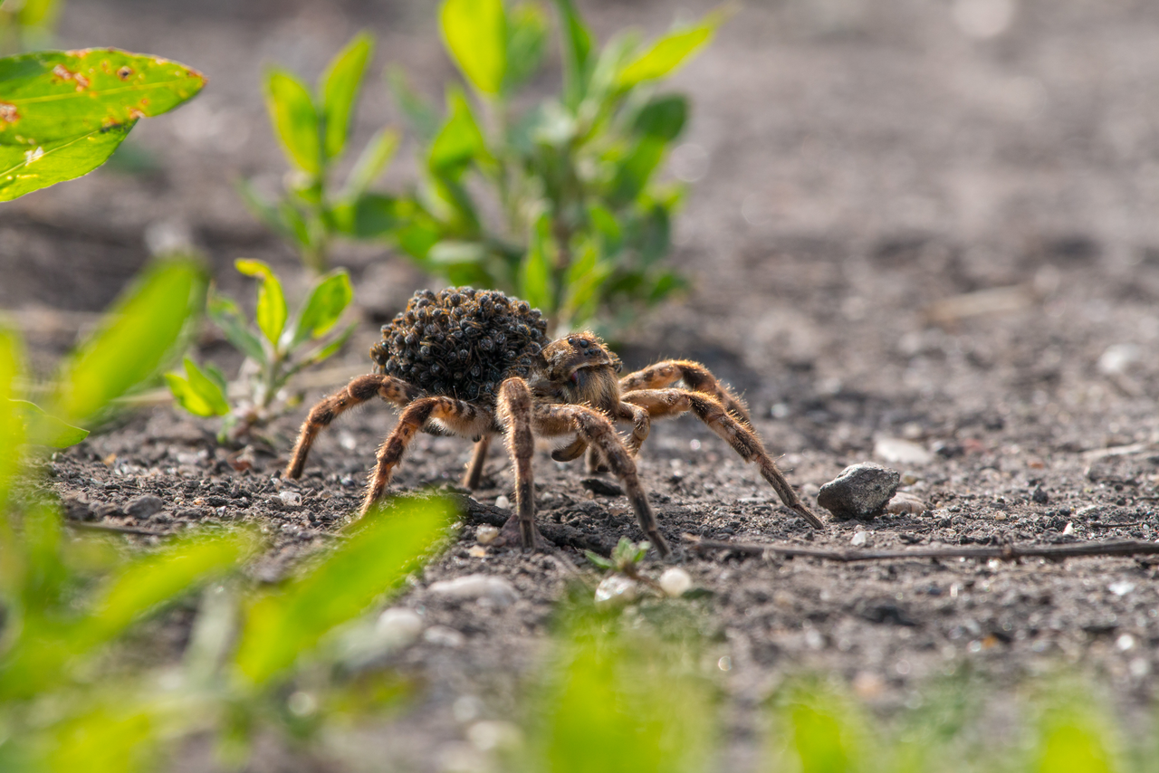 В Татарстане стали чаще встречать тарантулов и других редких пауков