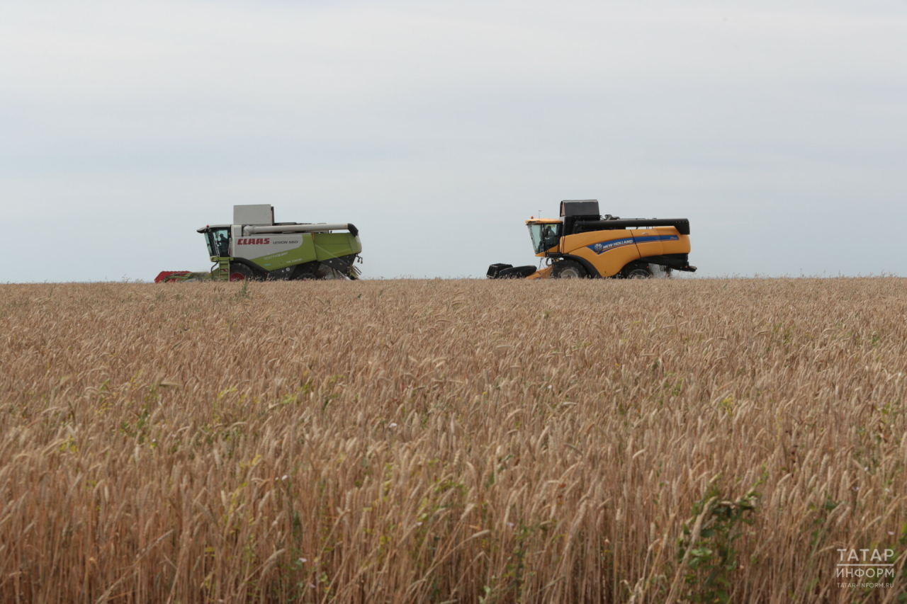 В Татарстане убрано 92% площадей зерновых культур