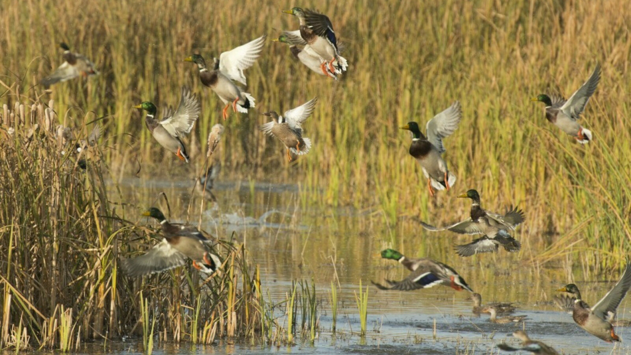 В Татарстане открылся сезон охоты на гусей, уток и лысух с подружейными собаками