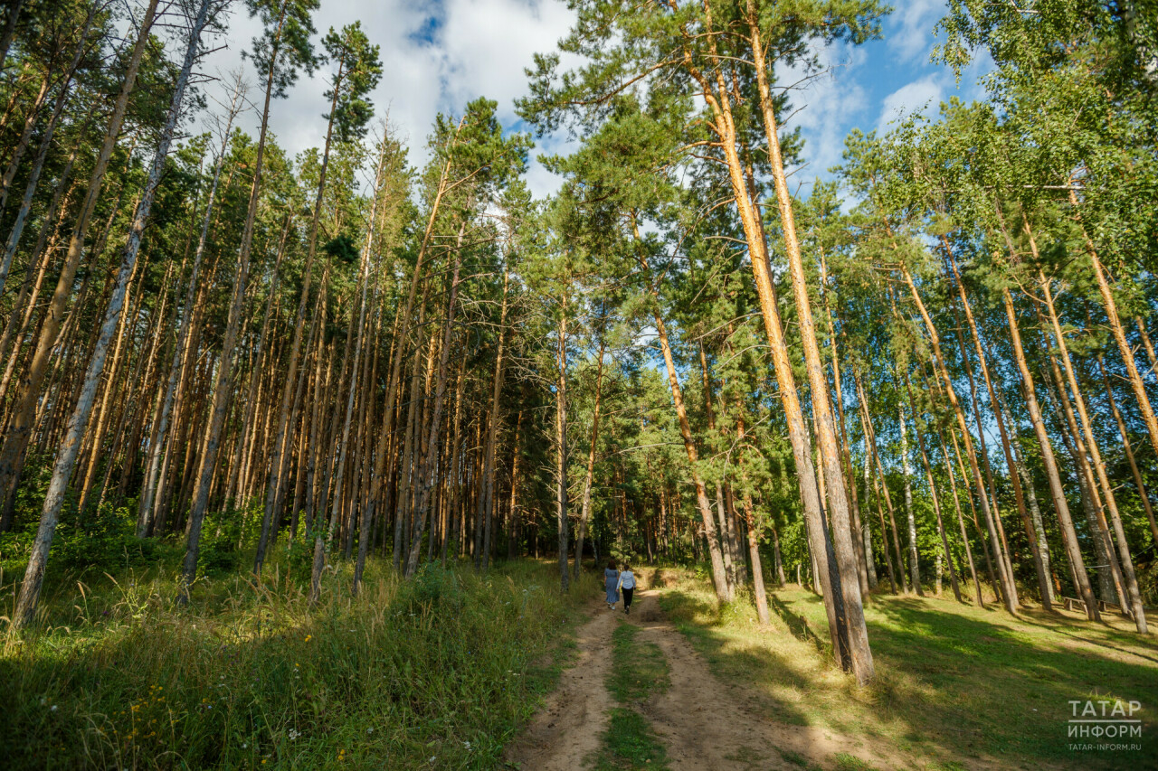 «Зеленых насаждений должно быть больше»: Минлесхоз оценил уровень лесистости Татарстана