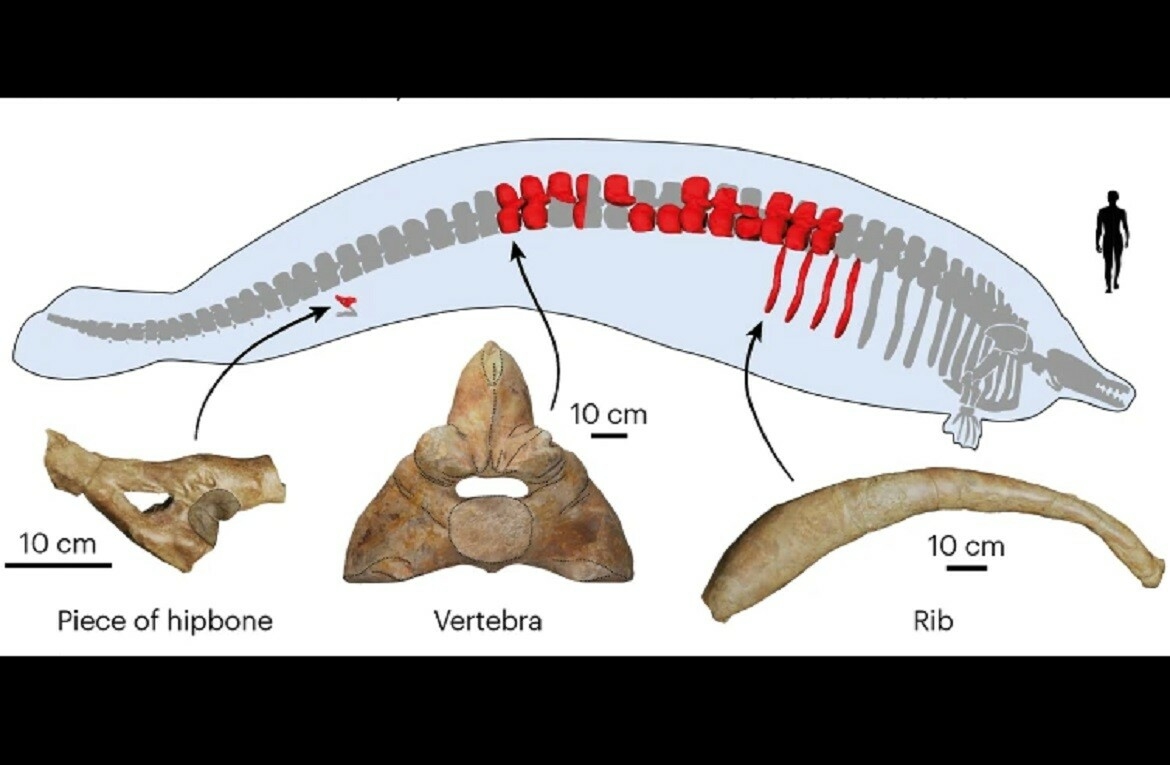 Nature: в Перу нашли останки гигантского кита, обитавшего на Земле 40 млн лет назад