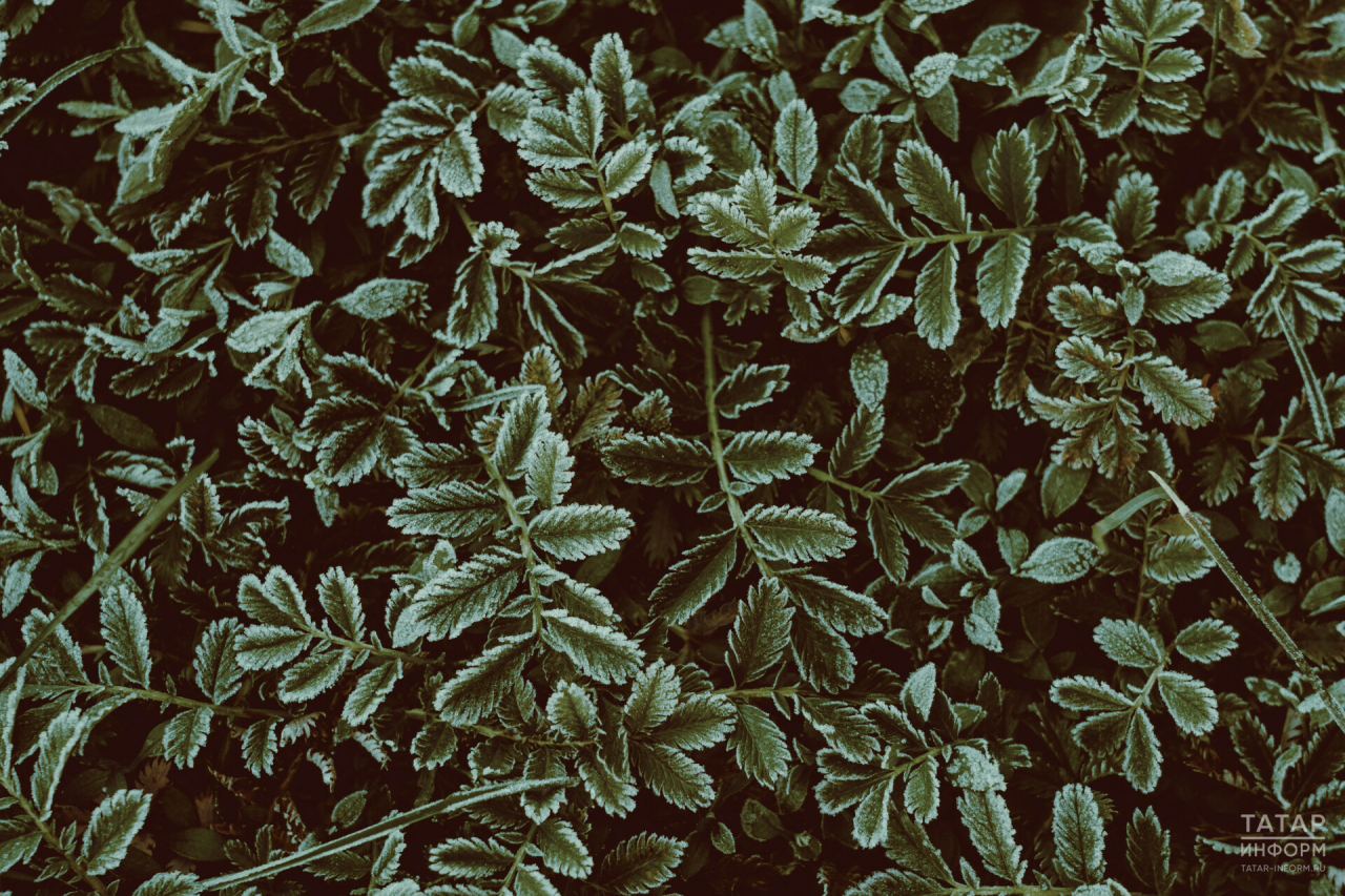 Ночью в Татарстане ожидаются туман и заморозки до −2 градусов