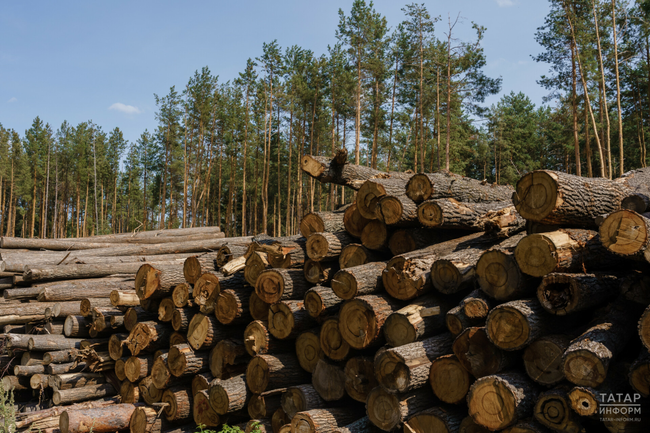 Абрамченко поддержала инициативу Минниханова о переработке древесины лесхозами