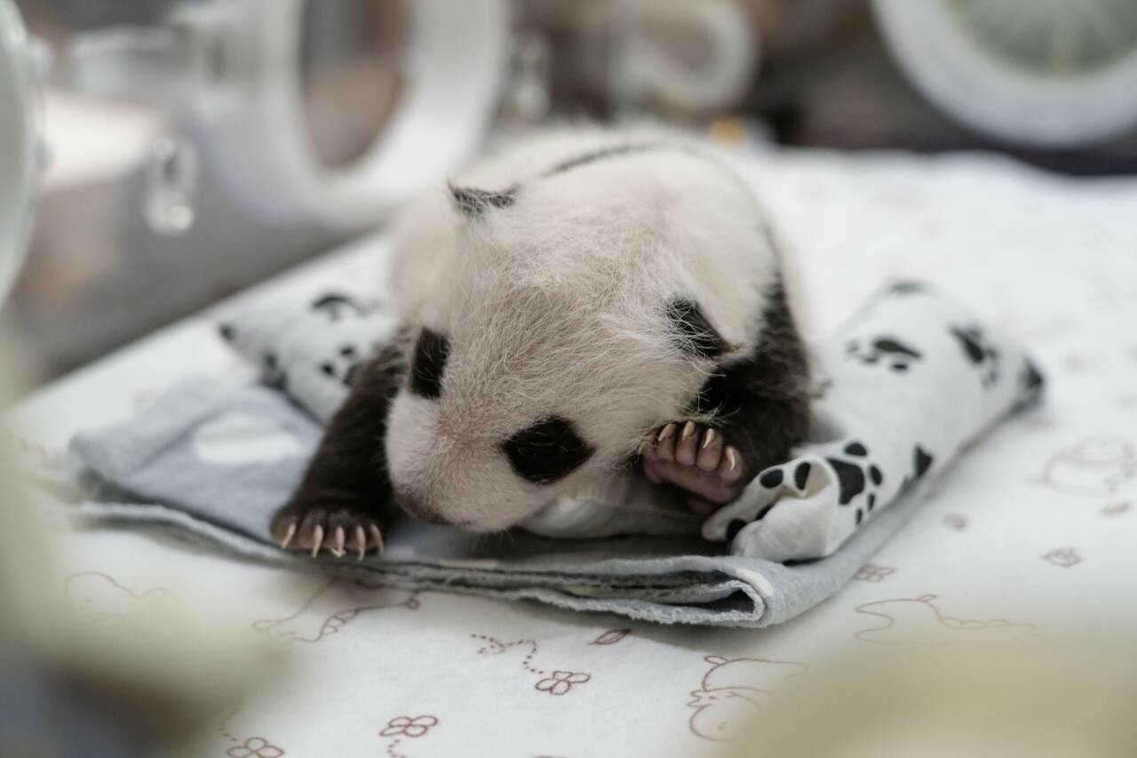 Собянин опубликовал фото первого родившегося в России детеныша большой панды
