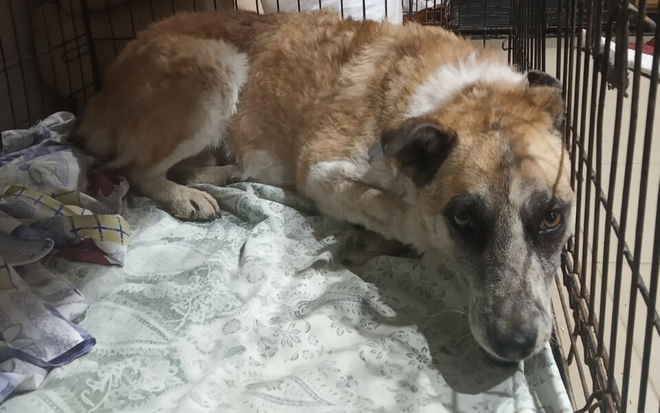 «Псов нужно кормить, но денег не дают»: собачий приют подал в суд на власти Зеленодольска