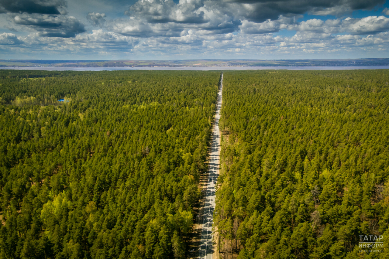 Минлесхоз РТ подготовил 350 га территорий под посадку лесных культур
