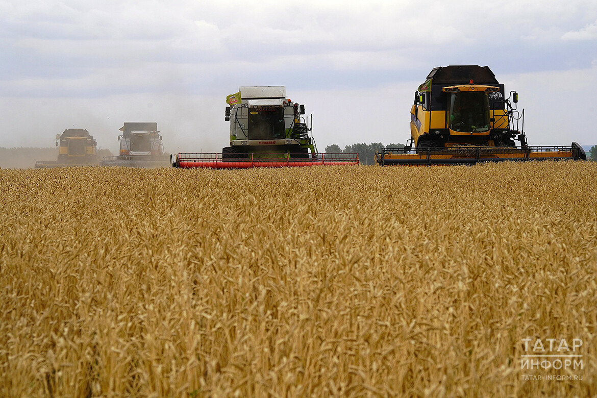 «Рекомендуем пока придержать»: почему упали закупочные цены на зерно