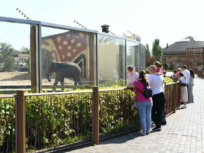 В казанском зоопарке появился долгожданный обитатель — слон по имени Филимон