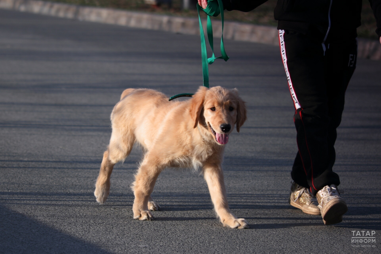 В казанском поселке Юдино пройдет бесплатная вакцинация собак и кошек от бешентства